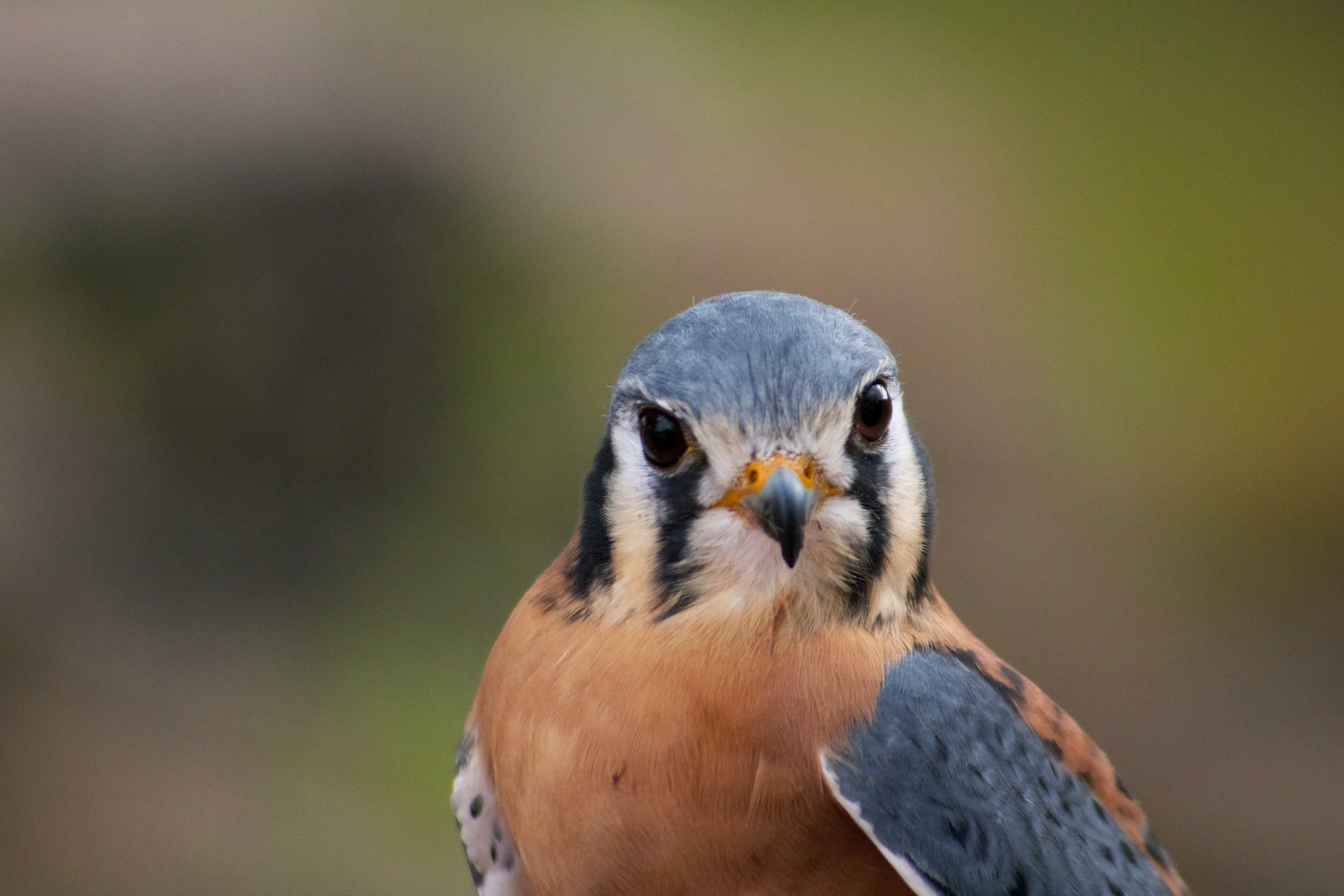 selective focus photography of bird